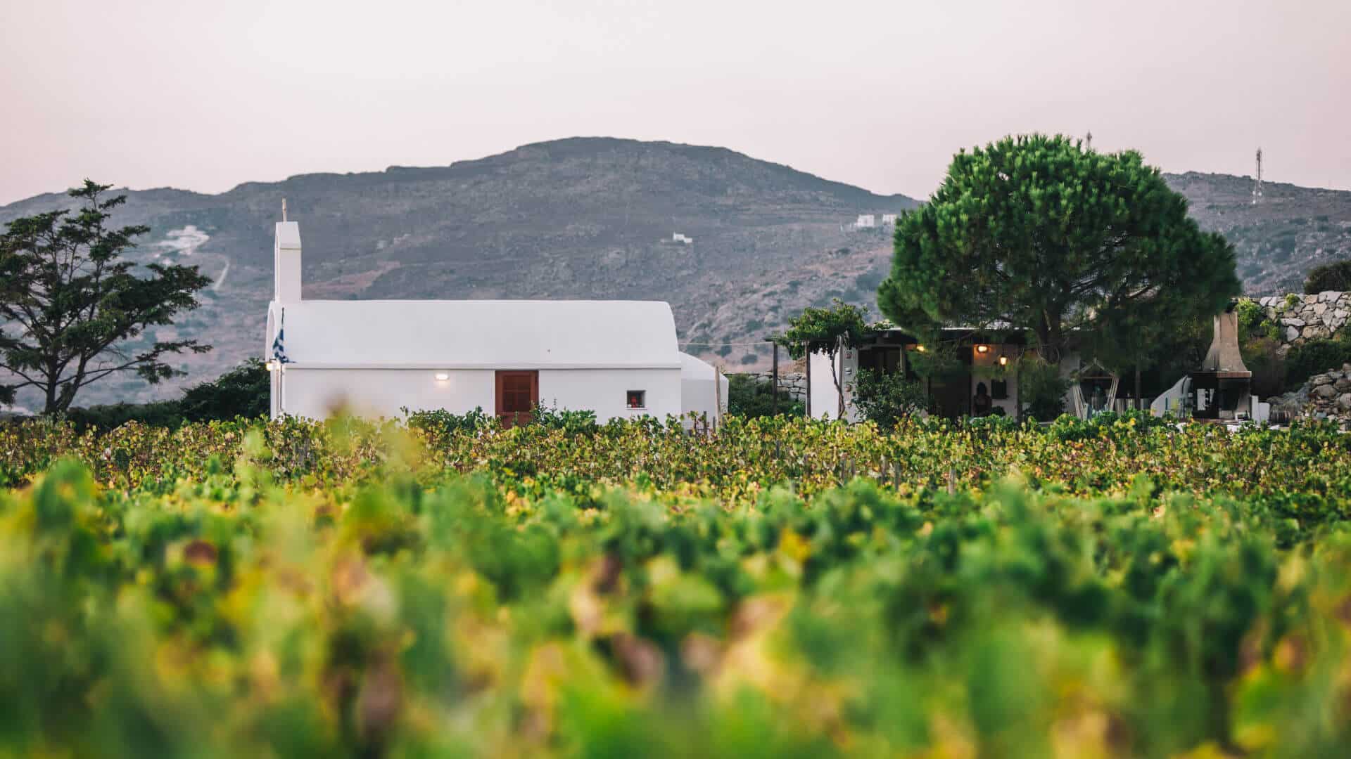Tranampelo Vineyard